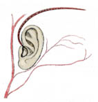 Cochleaimplantat