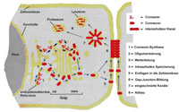 Connexin Zyklus